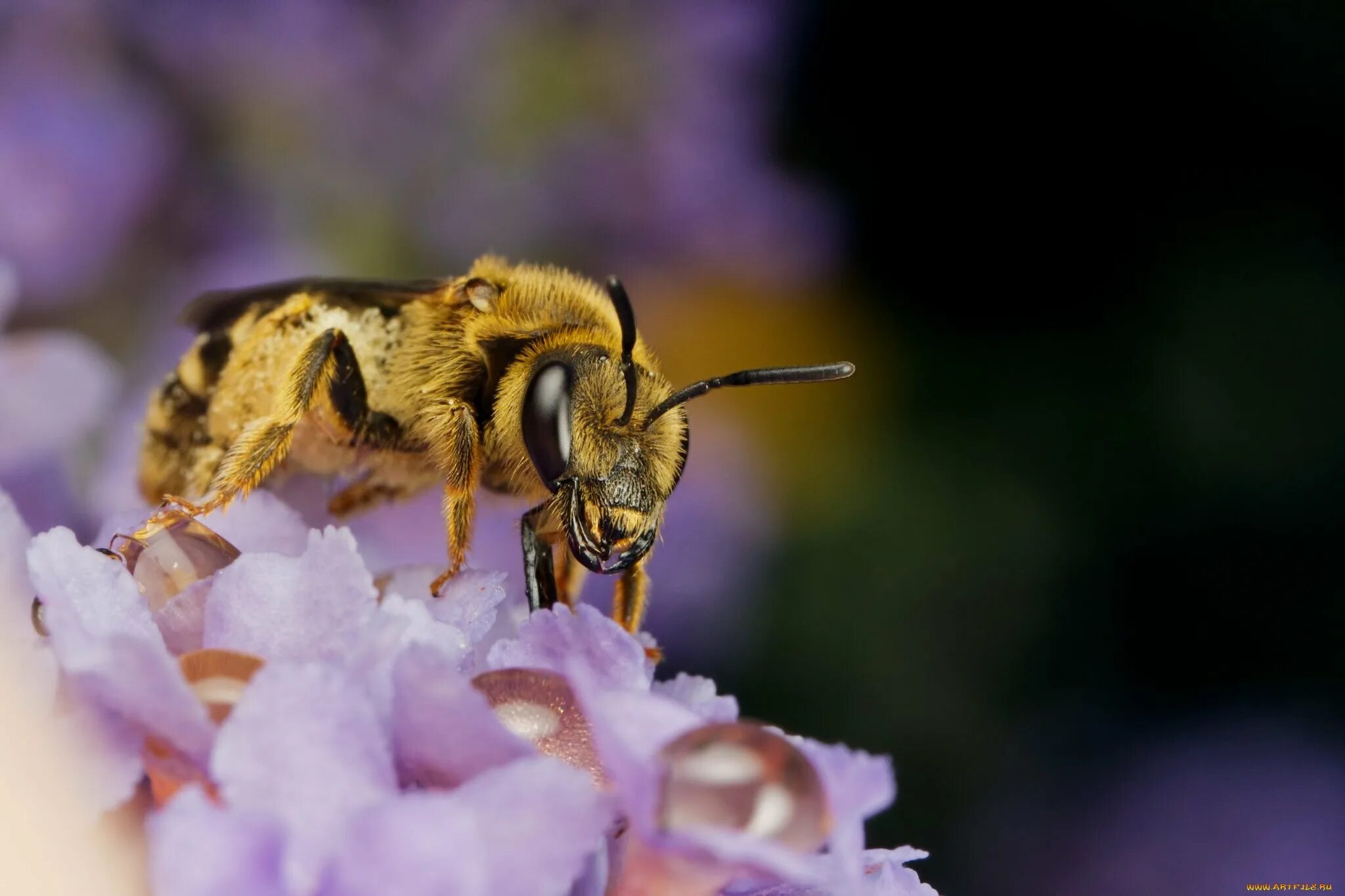 Пчела. Медоносная пчела. Красивая пчела. Фотообои пчелы.