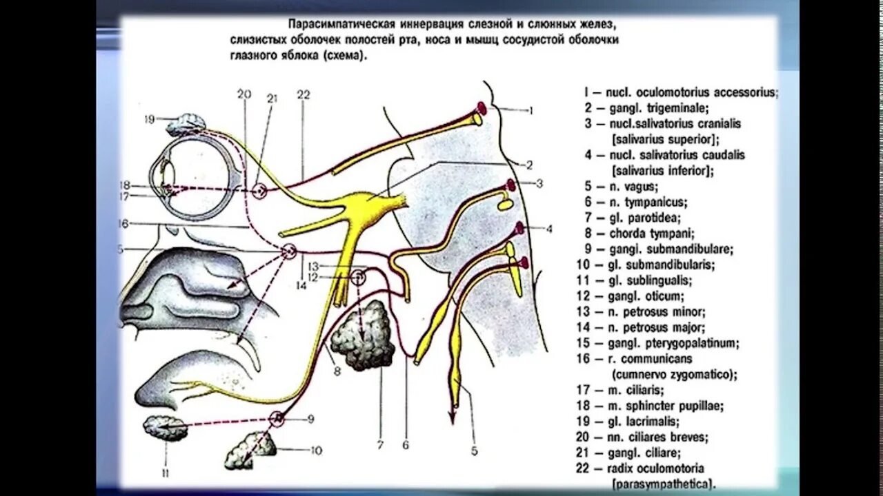 Парасимпатическая иннервация слезной железы железы. Вегетативная иннервация слезной железы схема. Иннервация слезной железы схема. Парасимпатическая иннервация слезной и слюнных желез. Слезная железа нерв