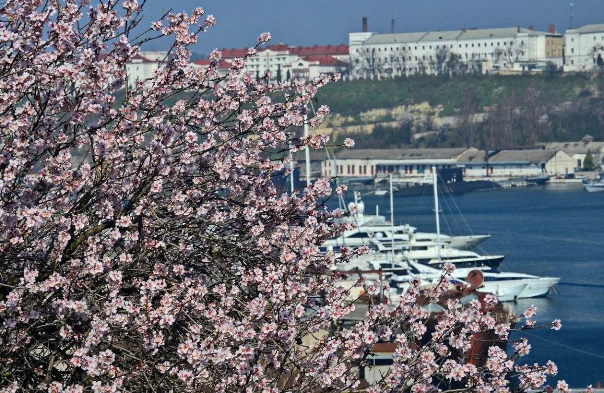 В крыму зацветут. Миндаль цветет в Севастополе. Цветение миндаля в Севастополе. Ялта цветение миндаля.