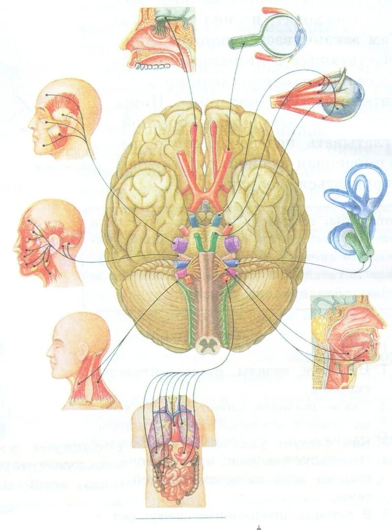 Как головной мозг связан с органами тела. Нервные окончания головного мозга. Нервные окончание мощга. Мозг с нервными окончаниями.