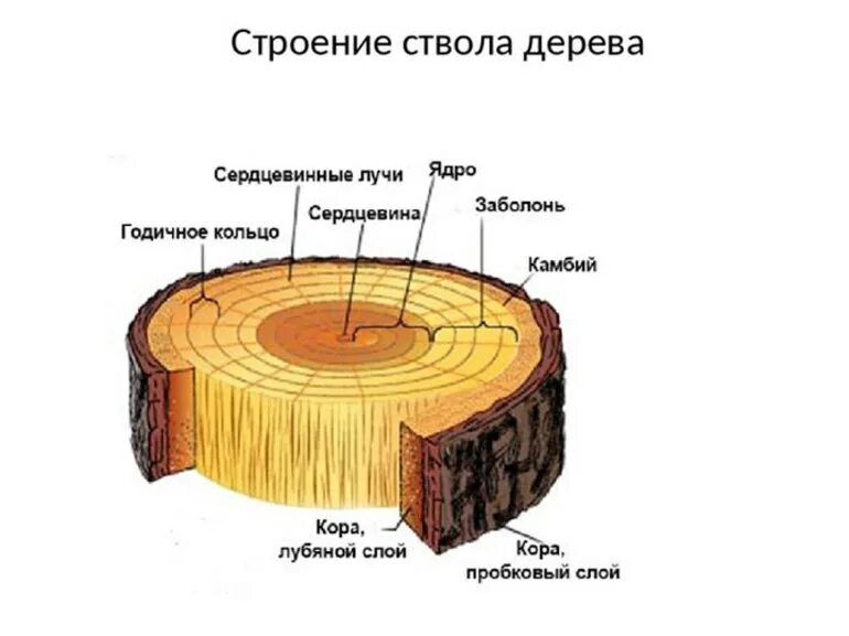 Какие механизмы есть у растений особенно древесных