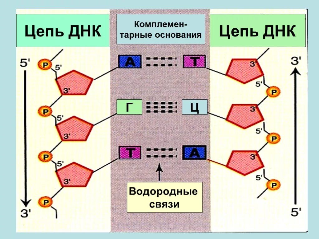 Замена нуклеотида в гене признак. Структура цепи ДНК. Связи между нуклеотидами в ДНК. Водородные связи в ДНК. Связи в молекуле ДНК.