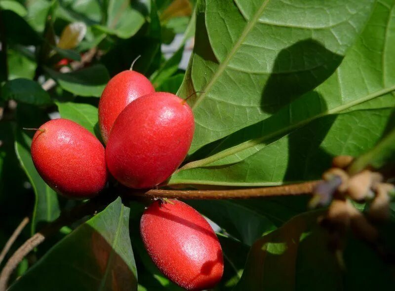 Магический фрукт (Synsepalum dulcificum). Синсепалум дульцификум. Синсепалум растение. Миракулин ягода.