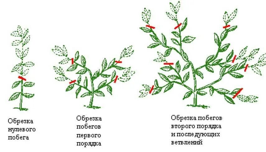 Формирование кроны лимона схема. Схема обрезки лимонного дерева. Формирование кроны домашнего лимона обрезка. Прищипывание побегов лимона схема.