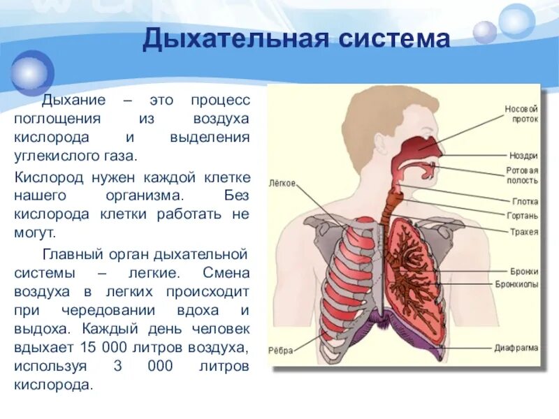 Установите соответствие между типами дыхания