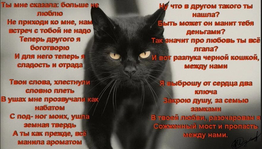 У меня есть любимая кошка. Стихотворение о черной кошке. стихи про любимых кошек. стих про черную кошку. стихи про любовь к кошкам.