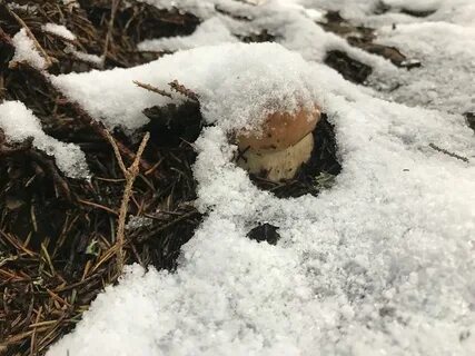 Что можно найти под снегом