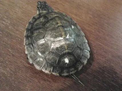 Почему у красноухой черепахи белый панцирь