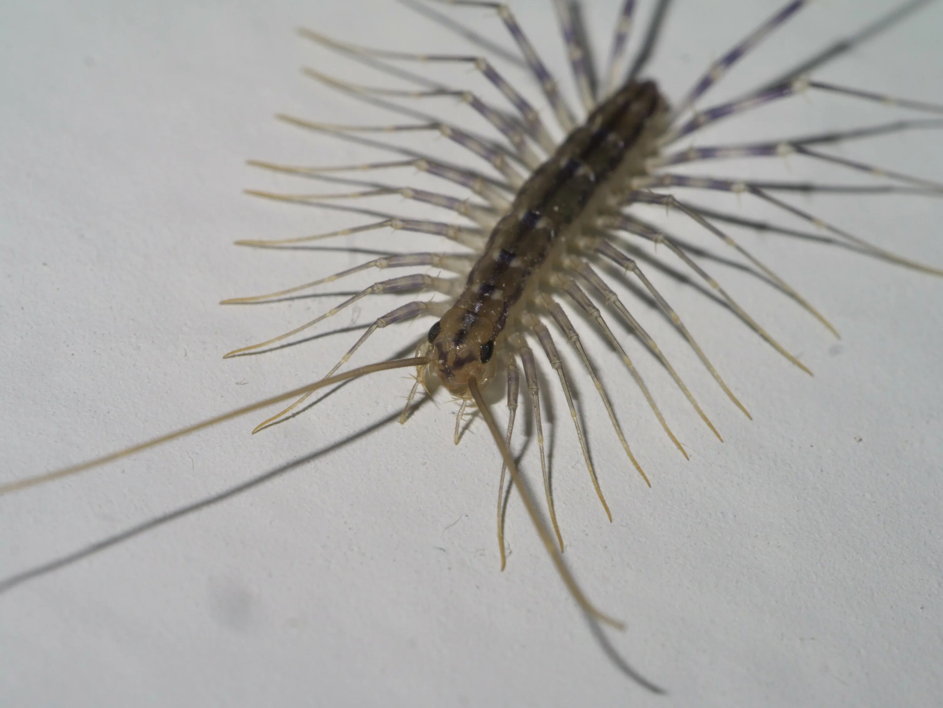 Скутигера. Scutigera coleoptrata. скутигера крымская. scutigeromorpha отряды многоножек.