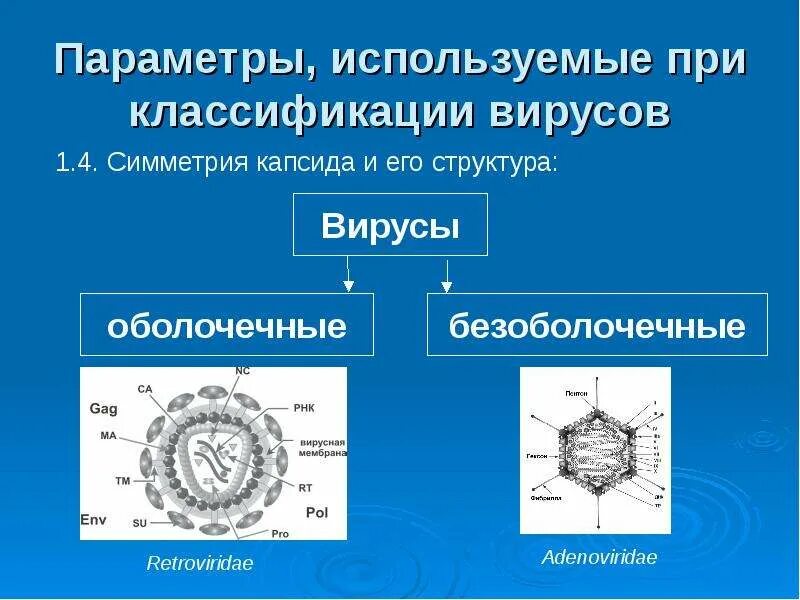 Структура капсидов вирусов. Вирусы по типу симметрии. типы симметрии вирусов. симметрия капсида вирусов. классификация вирусов по морфологии капсида.