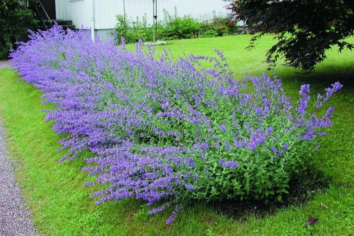 Котовник растение выращивание и уход в открытом. Котовник фассена (nepeta faassenii). котовник фассена six hills giant. котовник фассена (nepeta faassenii `six hills giant`). котовник фассена кит кэт.