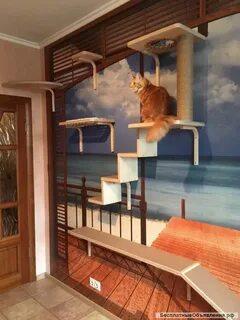 Скайпарк для кошек
