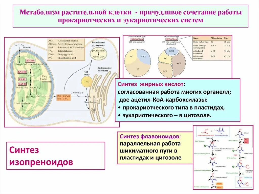 Энергетический обмен клетки тест. Метаболизм эукариотической клетки схема. Процессы обмена веществ растительной клетки. Метаболические процессы в растительных клетках.