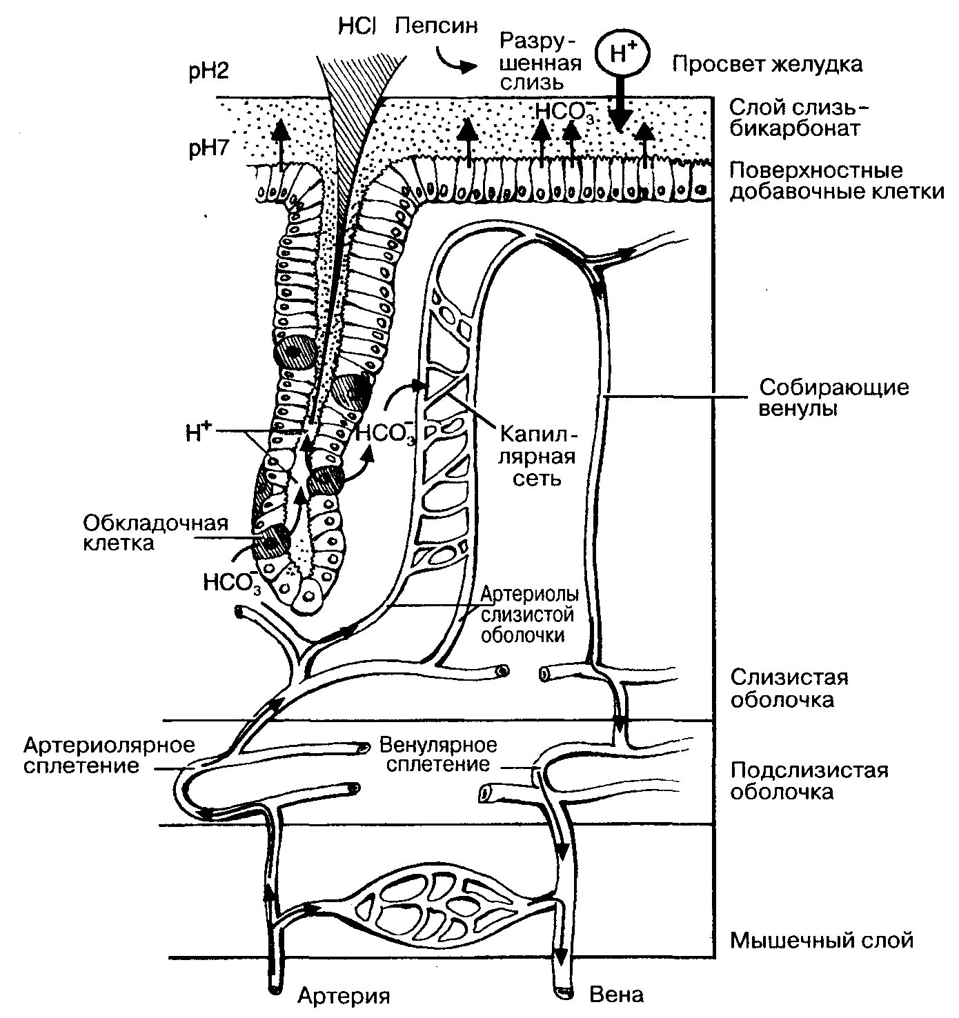 Защитные барьеры слизистой оболочки желудка. Основные компоненты слизистого барьера и сосудистой сети желудка. Бикарбонатный барьер желудка. Слизисто-бикарбонатный барьер желудка. В просвете слизь