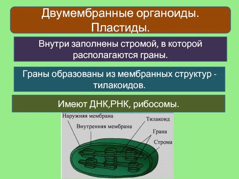 Хлоропласт имеет днк. Двумембранный органоид пластиды. Хлоропласты двумембранные органоиды. Двумембранные органоиды таблица. Пластиды (двумембранные органоиды). Схематически.