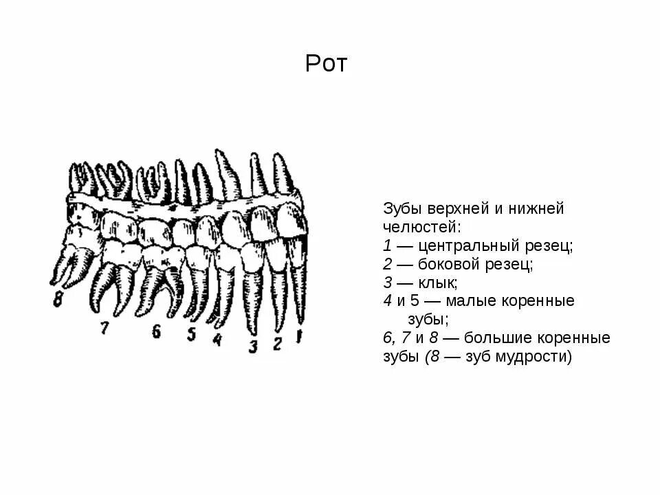 3 5 8 зуб. Зубы верхней челюсти схема. Коренные зубы расположение. Нумерация зубов нижней челюсти. Зубы на нижней челюсти схема.