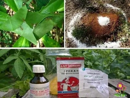 Народные методы от муравьев