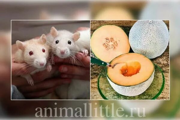 Можно ли давать крысам дыню. Крыс с дынькой. дыня с мышью. крысе арбуз и дыню.