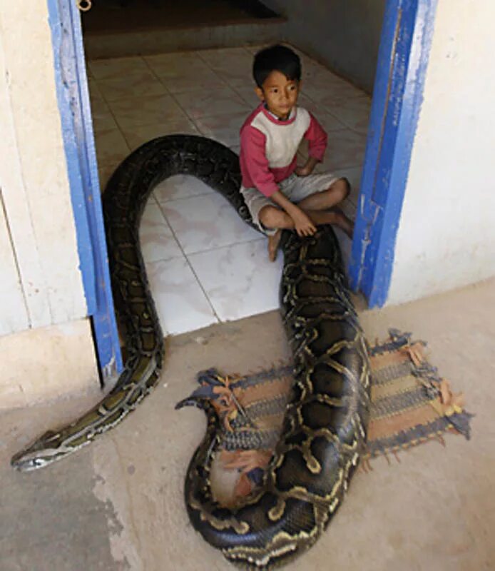 Ребенок держит змею. Гигантский уж. Змеи домашние питомцы. Домашний питон. Ручные змеи.