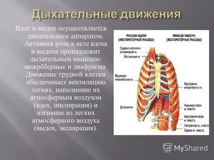 Дыхательные движения вдох и выдох осуществляют