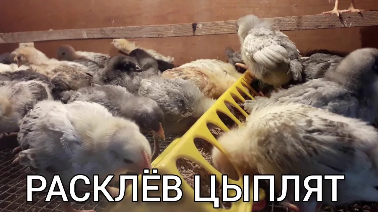 Почему цыплята клюют друг друга. Цыплята расклевывают друг друга. Бройлеры расклевывают друг друга что. Бройлеры друг друга заклёвывают.