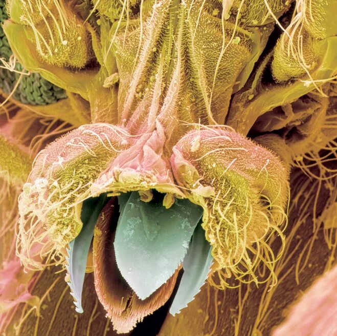 Бактерии на мухе. Мошка гнус под микроскопом. Астраханская мошка под микроскопом. Рот мошки под микроскопом. Зубы мошки под микроскопом.