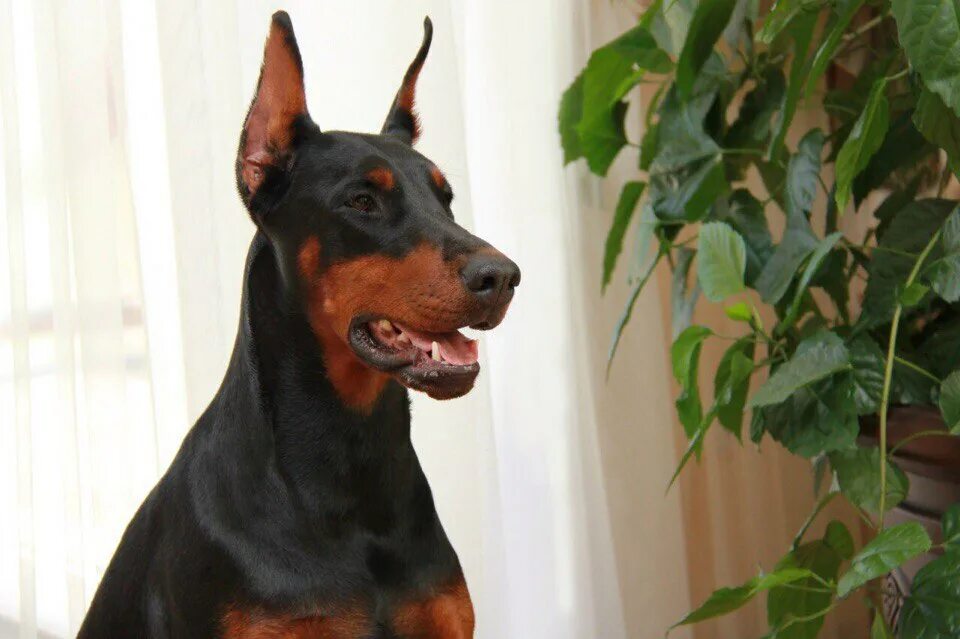 Доберман трехцветный. Доберман жизнь. Доберман жизнь. L’aristo brod garmoniya доберман. Доберман пинчер голубой.