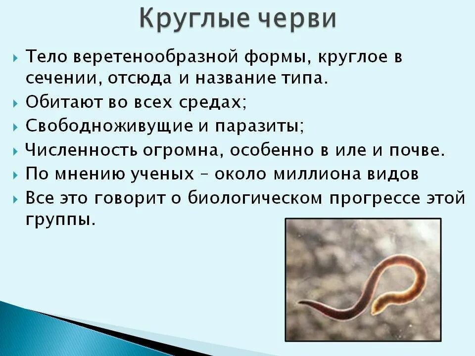 Почему круглых червей