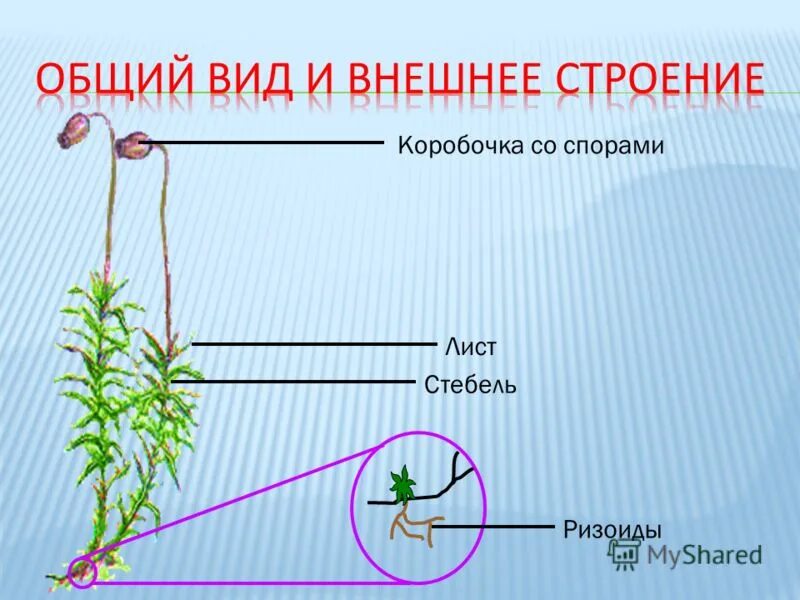 Ризоиды стебель лист коробочка. Коробочка со спорами. Коробочка ножка лист ризоиды стебель. Коробочка стебель листья споры фотографии.