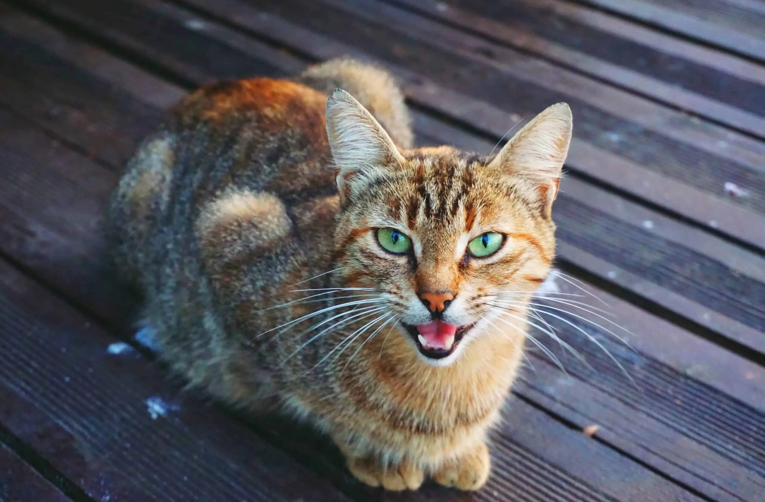 Фото мяу. Кот мяу. Мяу фото. Сибирская кошка агути. Кот mewing.