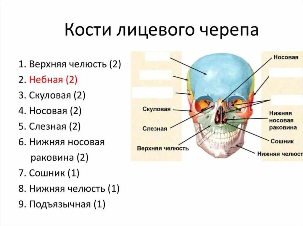 Скелет головы особенности строения. Строение костей лицевого черепа. Лицевой отдел черепа анатомия. Кости лицевого отдела черепа анатомия. Строение костей лицевого отдела черепа.