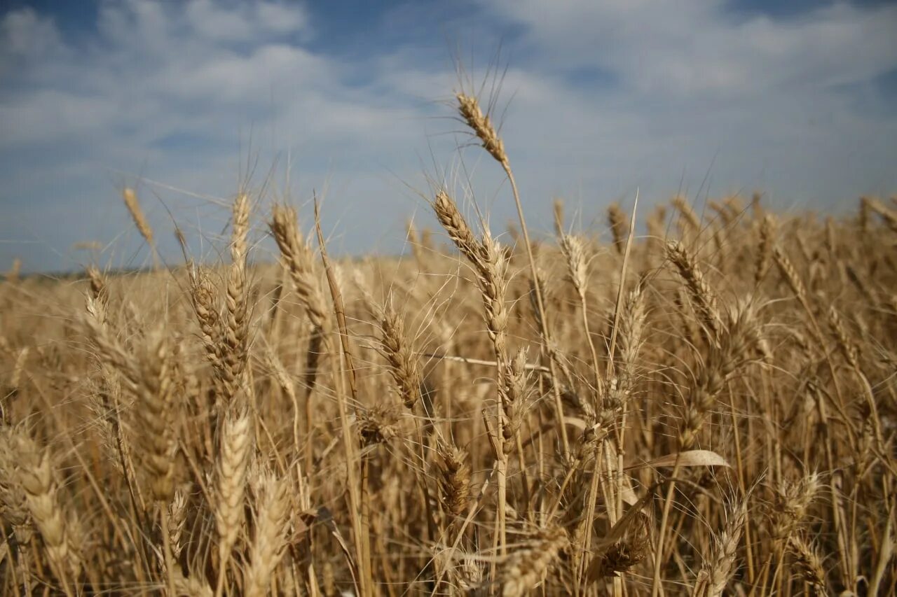 озимая и яровая пшеница. силуан и сила 12 августа. колосья рожь пшеница овес. яровая пшеница торидон. зерновые культурные растения.