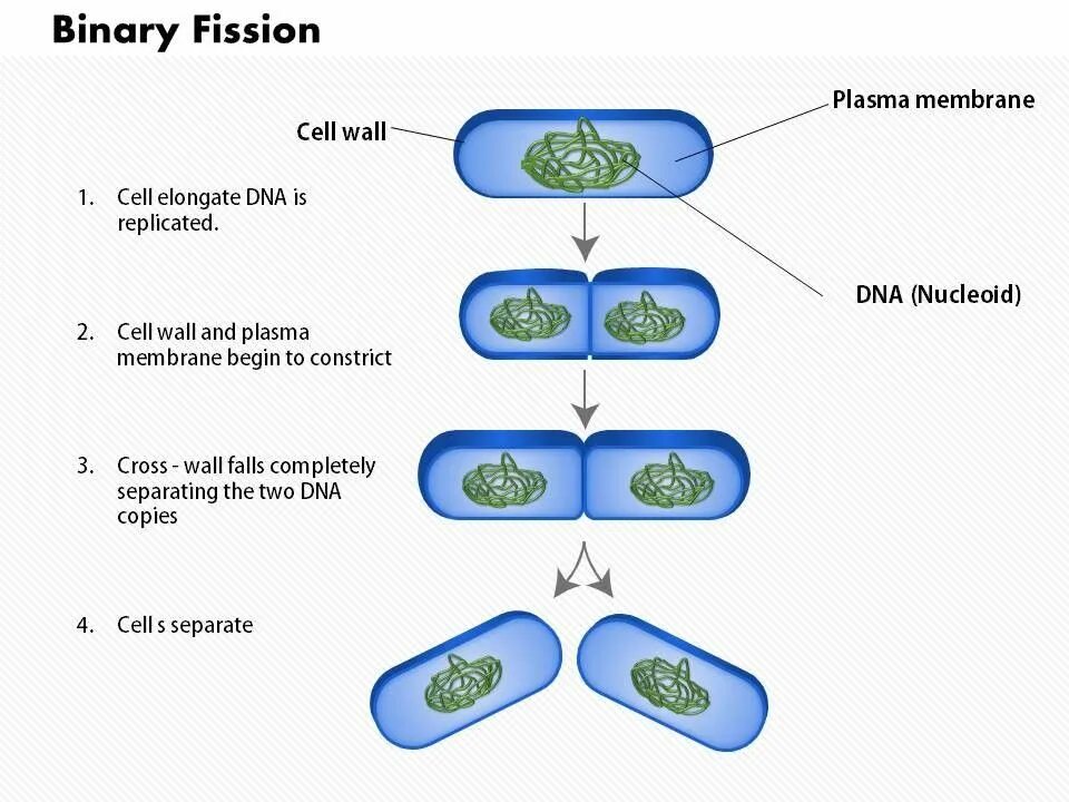 Fission перевод. Binary Fission. Steps of binary Fission. Binary Fission of bacteria. Bacteria reproduction.