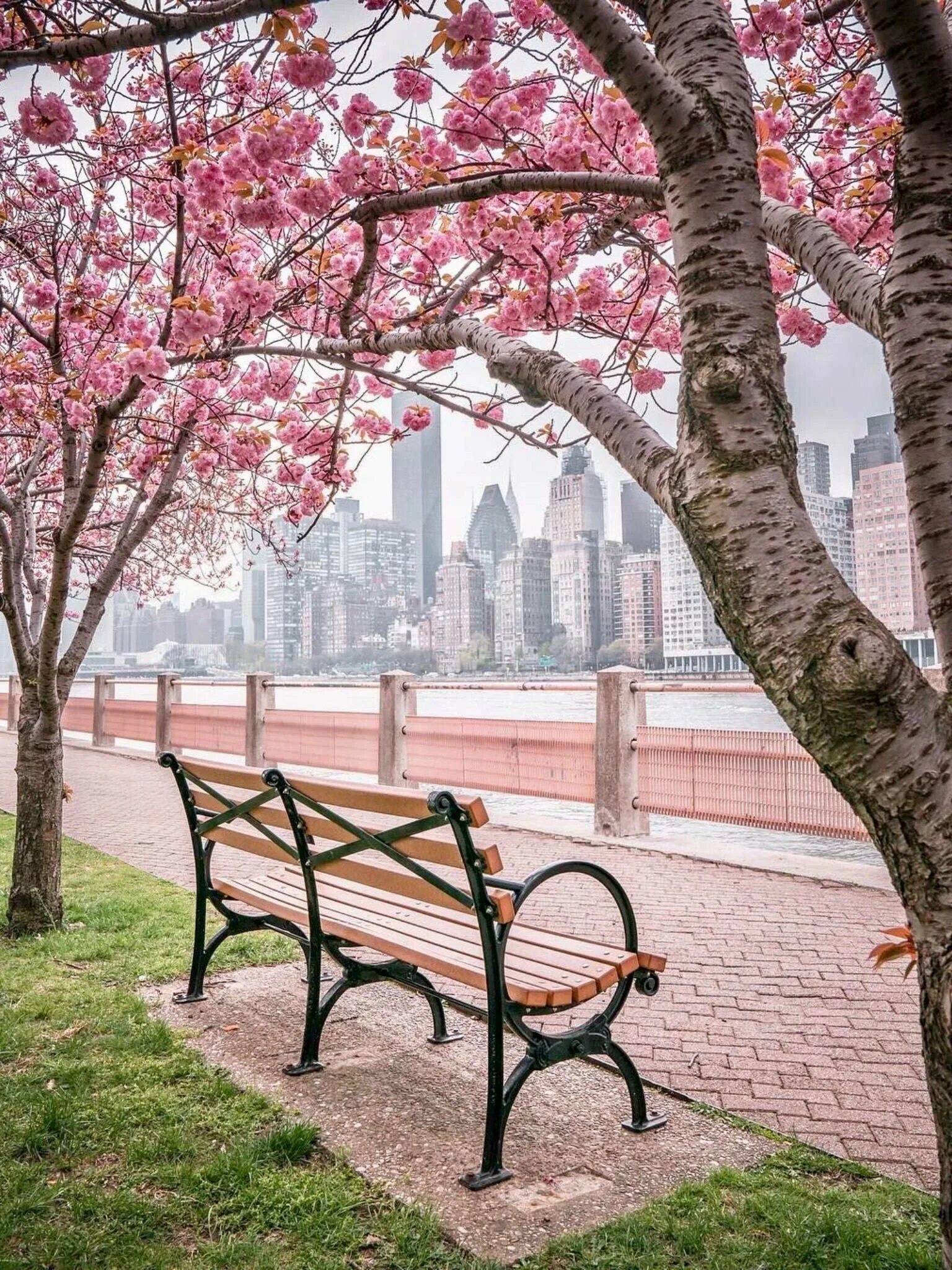 Красивые места в москве весной. Скамейка парк Нью Йорк. Токио улицы Сакура. Весенний город.