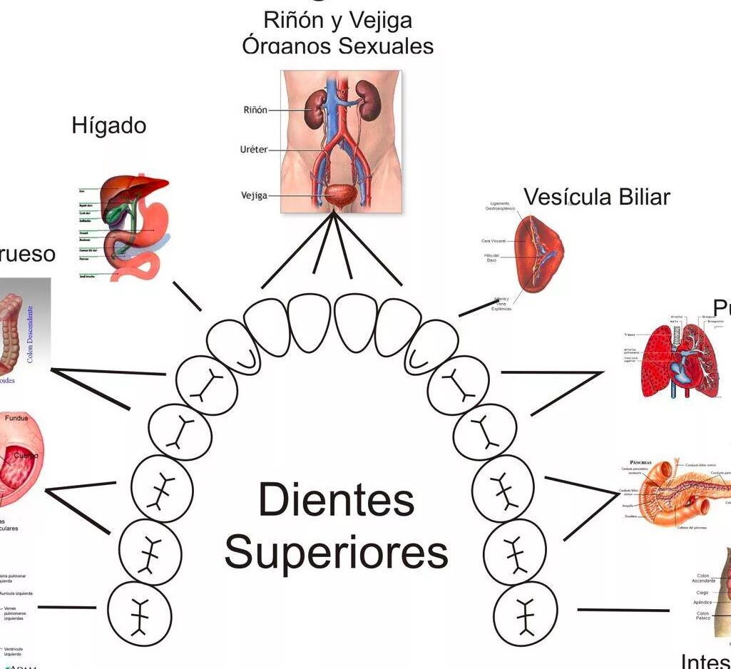 Связь зубов с органами. Схема связи зубов с внутренними органами и системами. Зубы и органы взаимосвязь. Связь зубов и внутренних органов схема. Зубы взаимосвязь с внутренними органами.