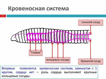 Какая кровеносная система у простейших