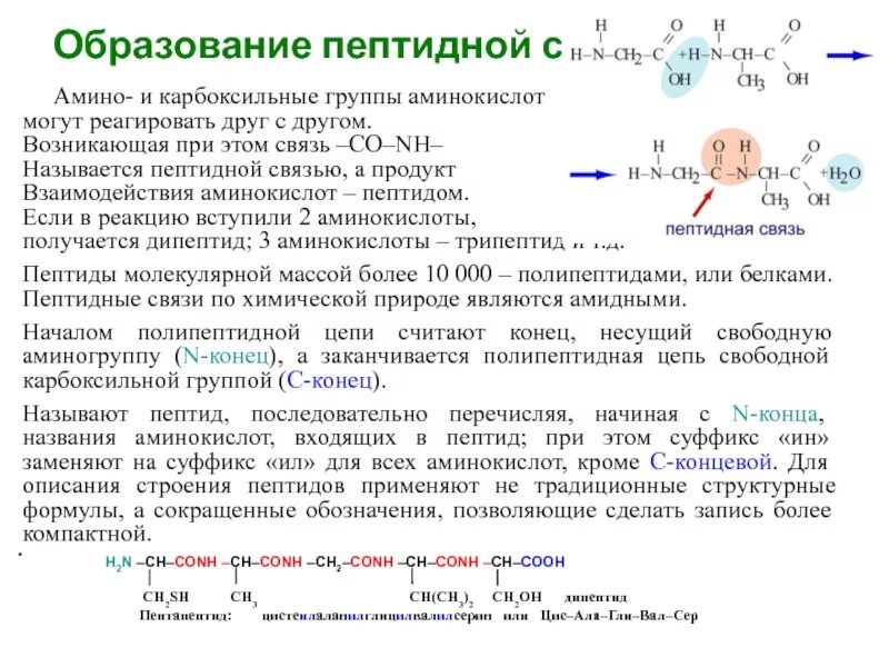 Образование пептидной связи. Механизм образования пептидной связи. Реакция образования пептидной связи. Особенности образования пептидной связи.