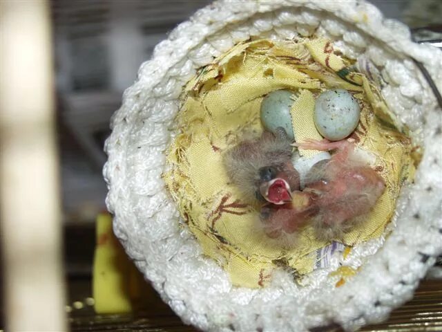 Птенцы канарейки в гнезде. Канарейка высиживает яйцо. Птенцы амадинов по дням в яйце. Яйца канарейки. Птенцы вылупляются слабыми