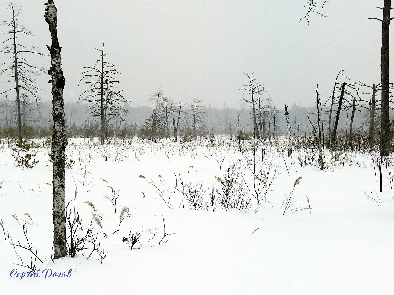 Дача занимая широкую и болотистую впр. Снежное болото. Болото в снегу. Снег на болоте. Заболоченные+снега.