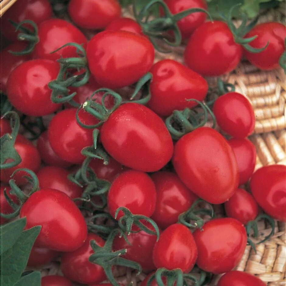 Tomato red. Томат Бобкат ф1. Томат ред черри. Томат ред Алерт. Ред Вулф томат.