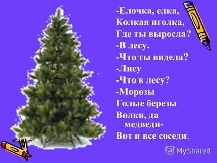 К нам пришла сегодня елка