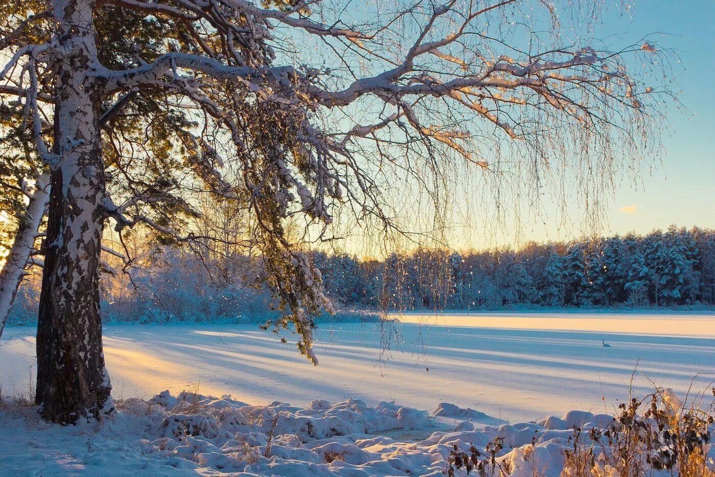 Зимняя березка. Зимняя береза. Зимний лес березы. Береза зимой. Береза зима.