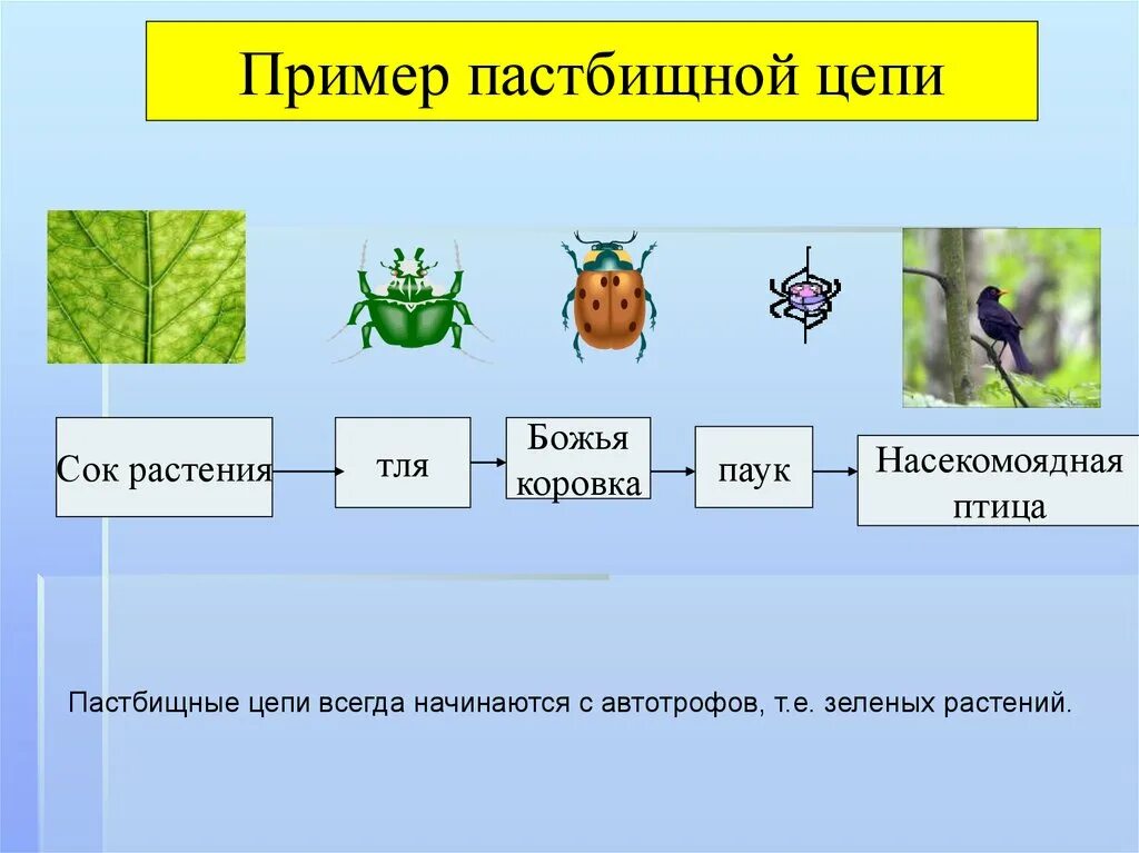 Растение кузнечик лягушка еж. Цепи питания выедания по биологии. Растительная цепь питания. Цепи питания 5 кл биология. Цепь питания растений 3 класс.