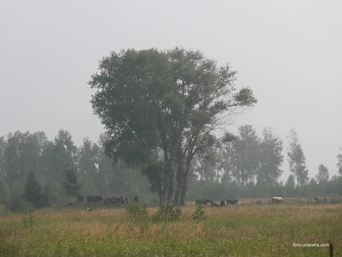 Коржовка-Голубовка Клинцовский район. Клинцы Коржовка Голубовка. Село Коржовка Голубовка Клинцовского района Брянской области. Природа Коржовки Голубовки. Погода в коржовке голубовке