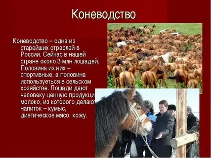 Роль лошади в современном мире