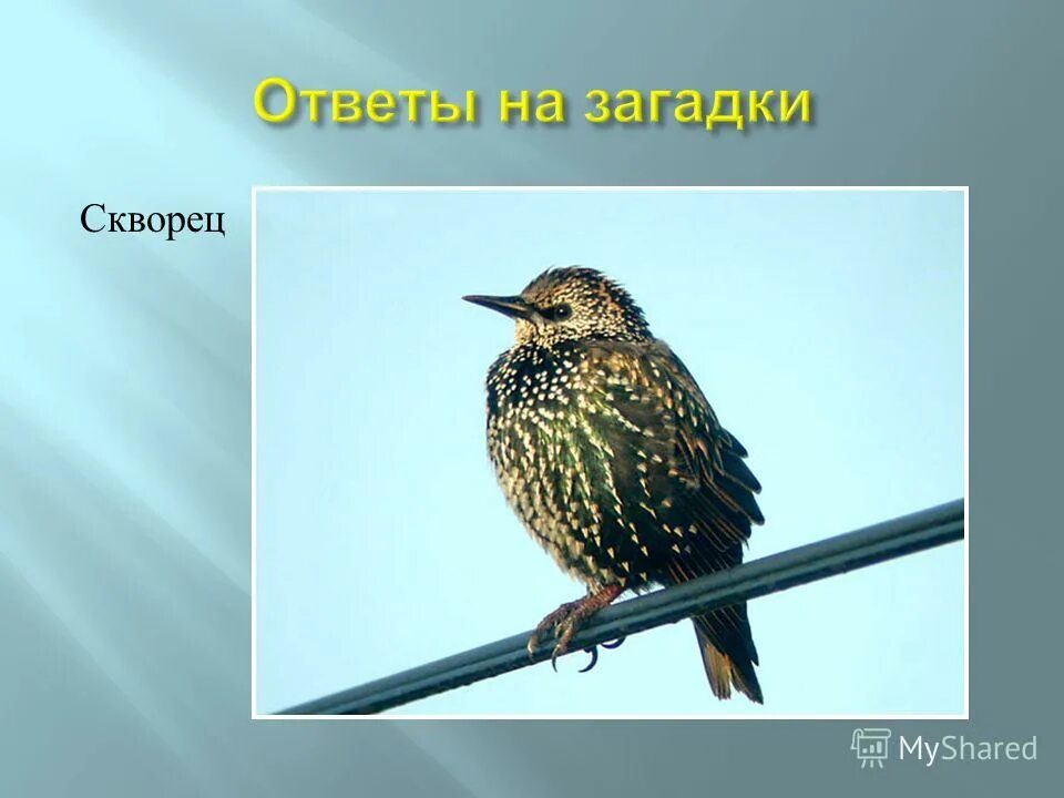 Рук топоренка построена избенка ответ. Загадка про скворца. Короткая загадка про скворца. Загадка о скворце 2. Загадка про скворца для детей.