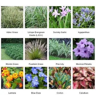 Common plants
