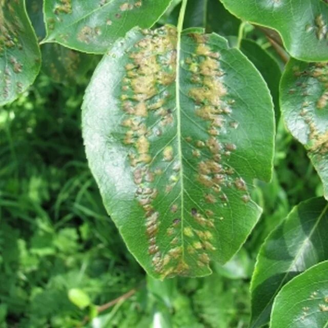 Парша вишни. Парша на груше. Парша на листьях груши фото. Gymnosporangium sabinae ржавчина груши. Парша на абрикосе.