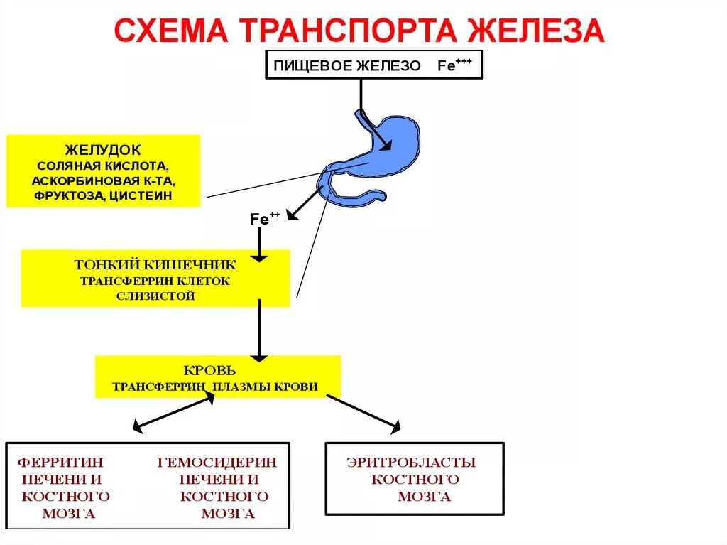 Всасывание железа схема. Всасывание железа схема. Белок транспортирующий железо. Схема транспорта железа в организме. Трансферрин строение химия.