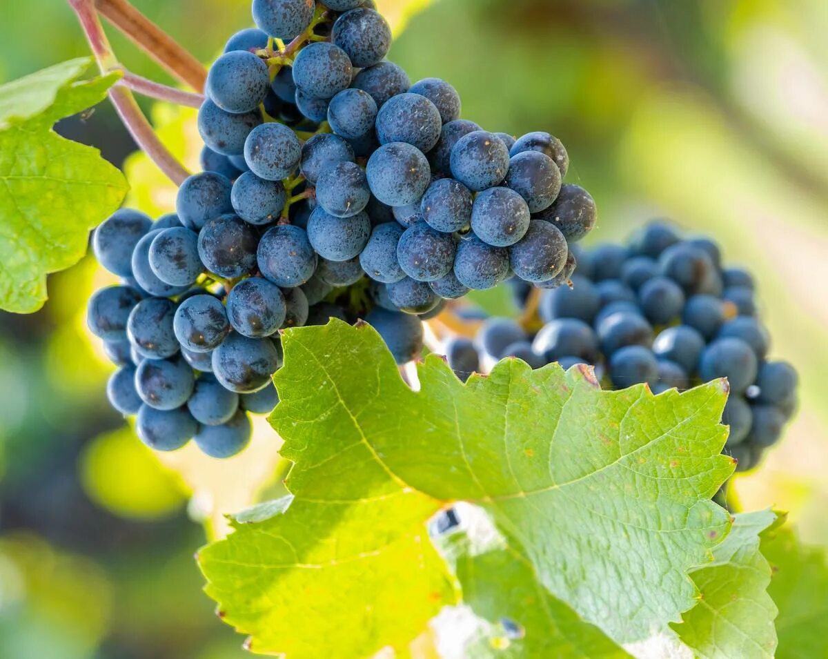 Grape 2